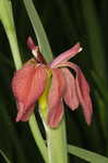 Copper iris